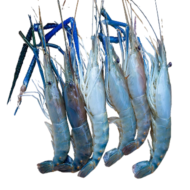 Jumbo Tiger Prawns (Shell-On)