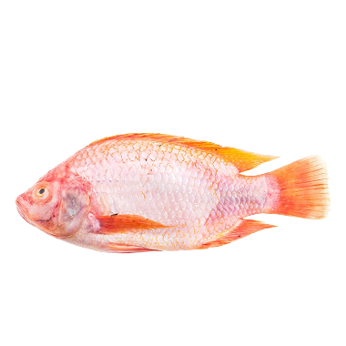 Whole Snapper (Cleaned)